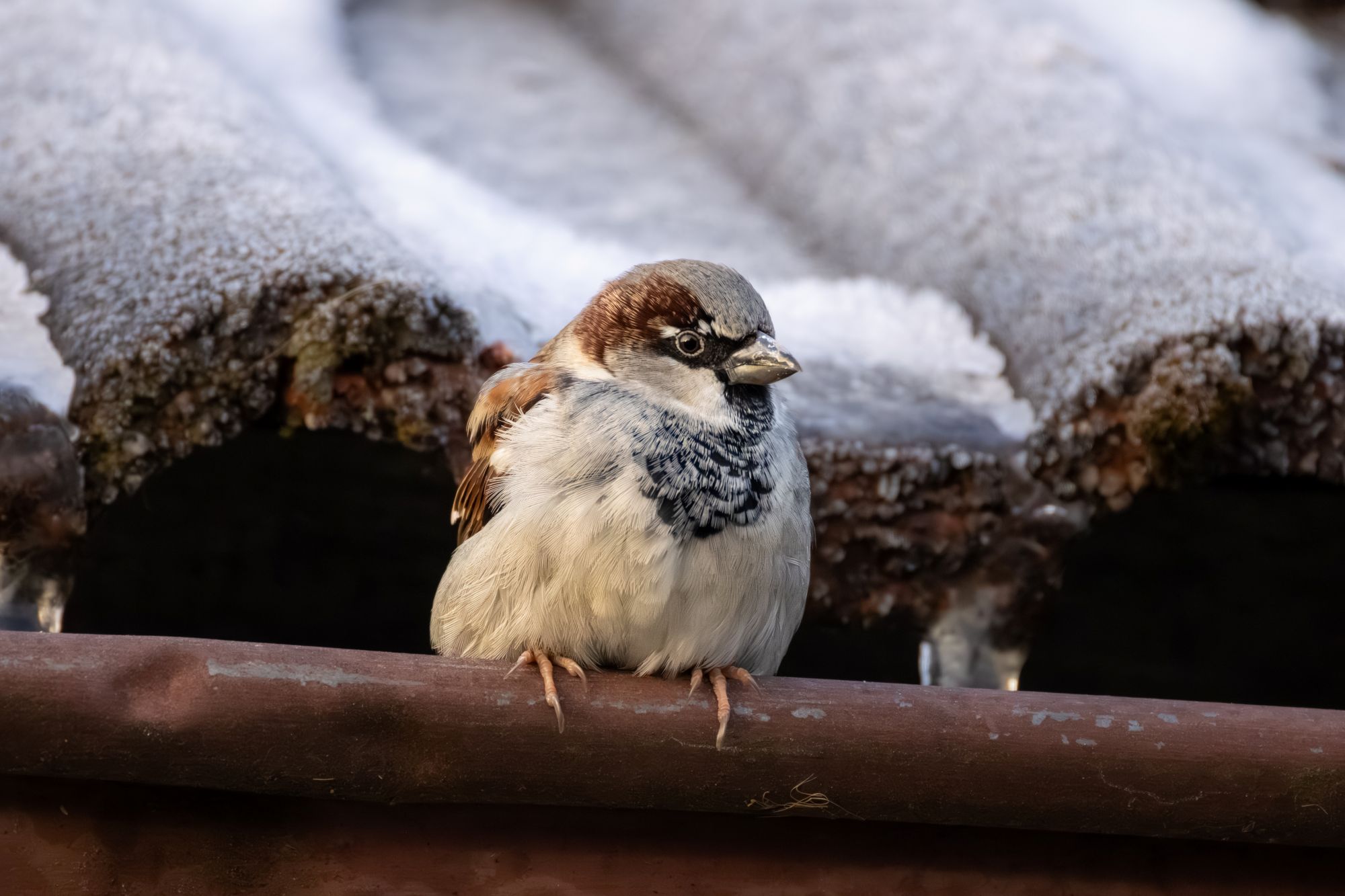 Haussperling  © sc_wildlifephoto