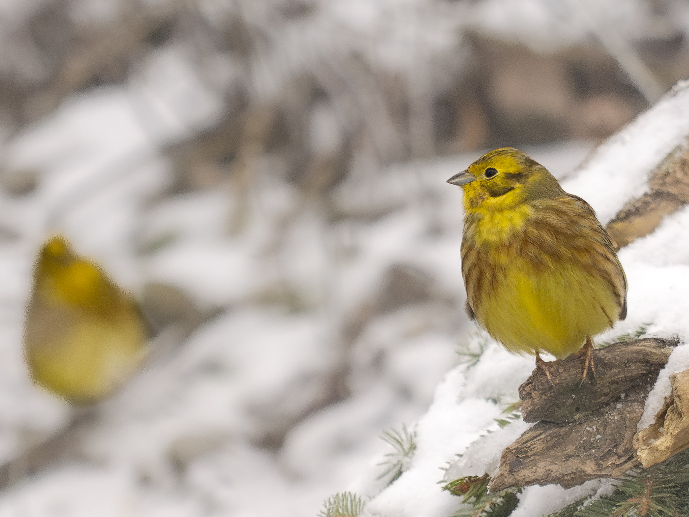 Goldammern | © Ran Fuchs