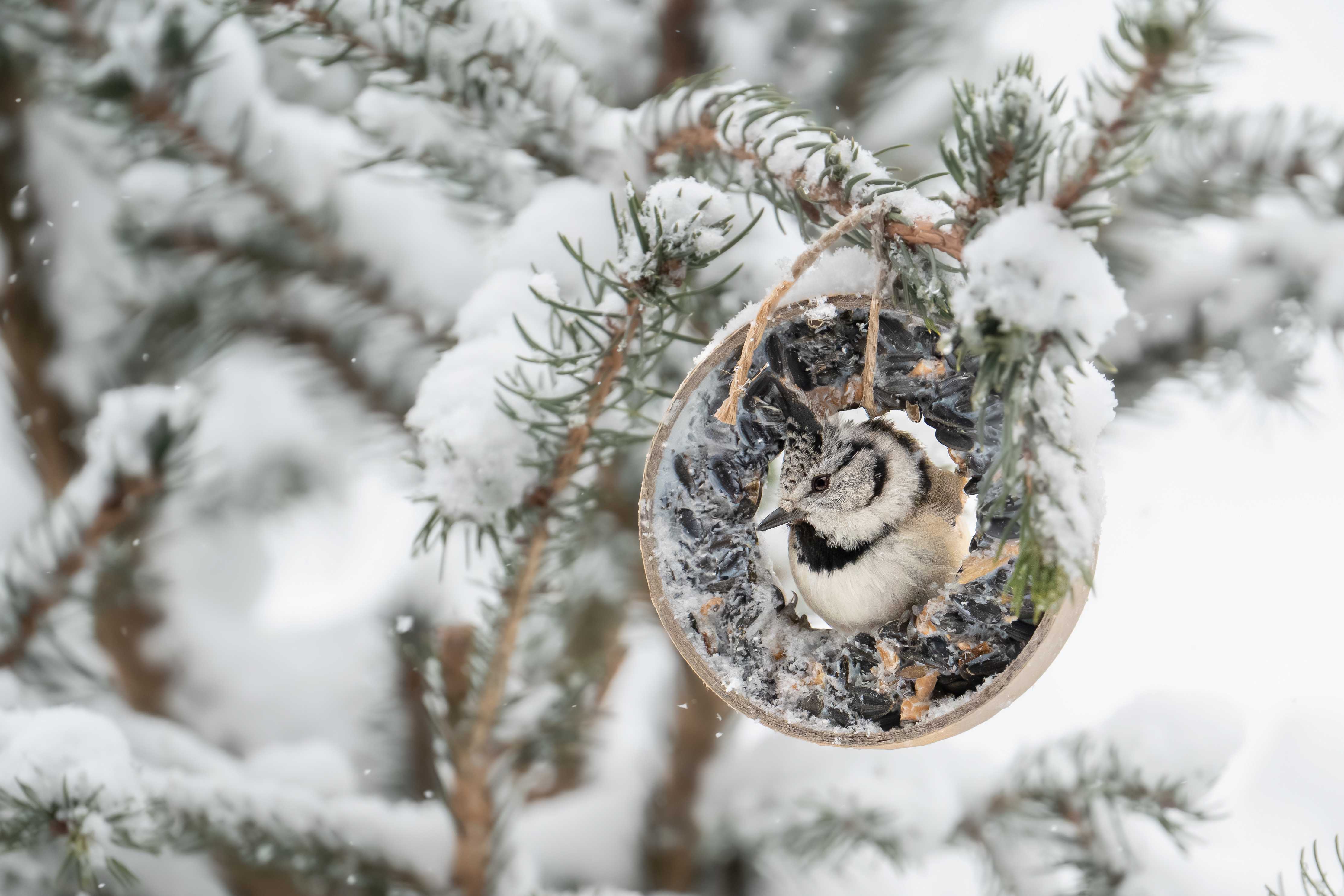 Haubenmeise | © Dr. Hubert Kluger
