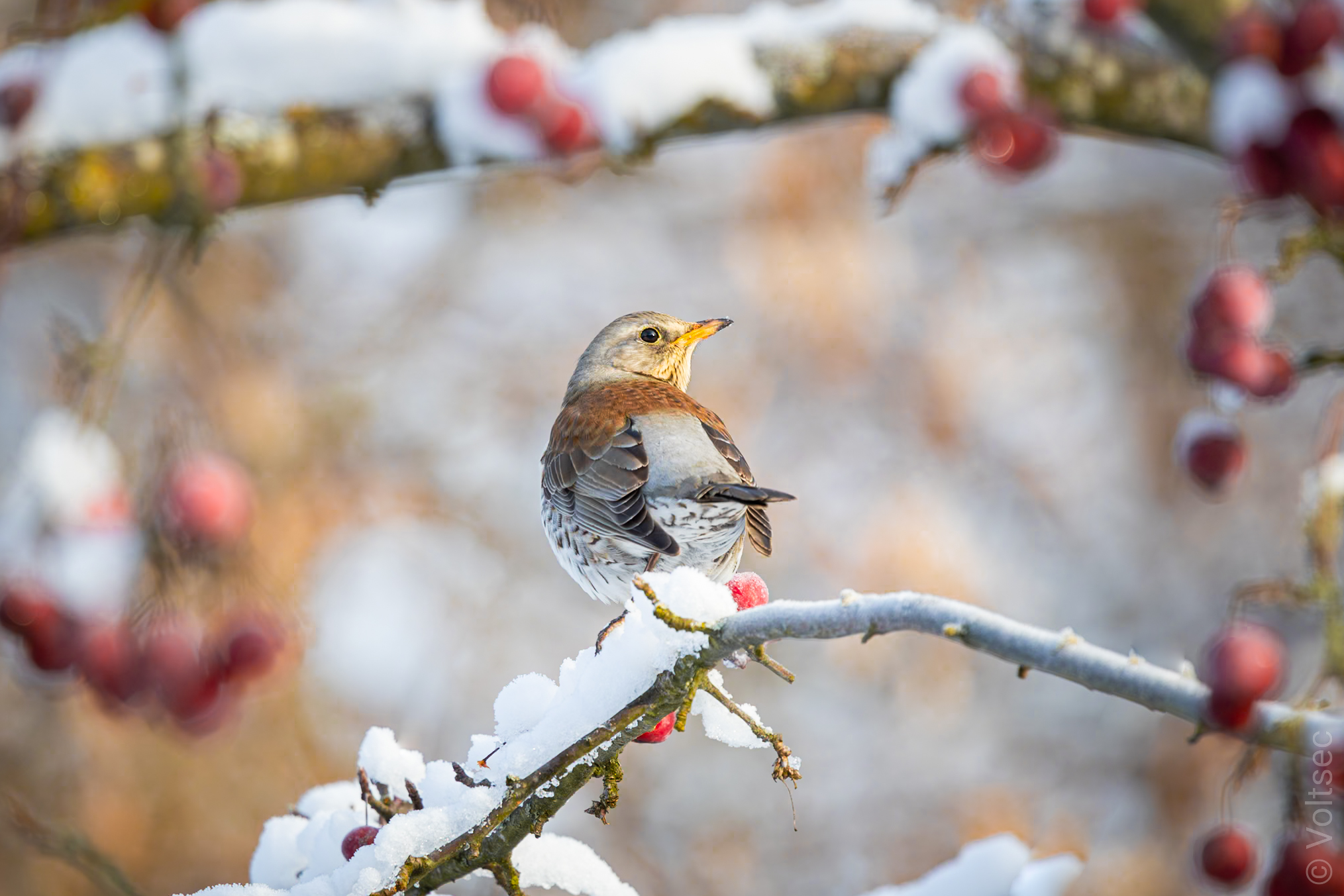 Wacholderdrossel | © Stefan Weber